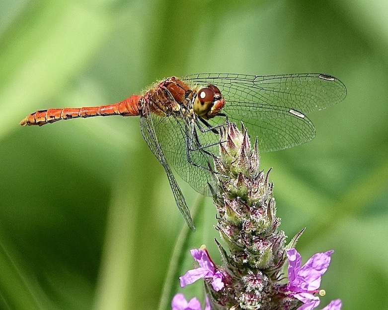 ruddy darter